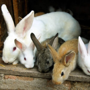 A Beginner's Guide to Raising Rabbits Image